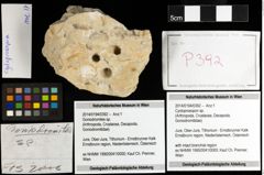 Foto (Objekt + Etiketten) von Cycloprosopon sp. 